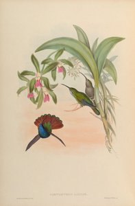 Campylopterus falcatus